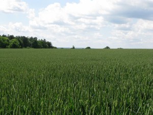 Crop Wheat Field 11